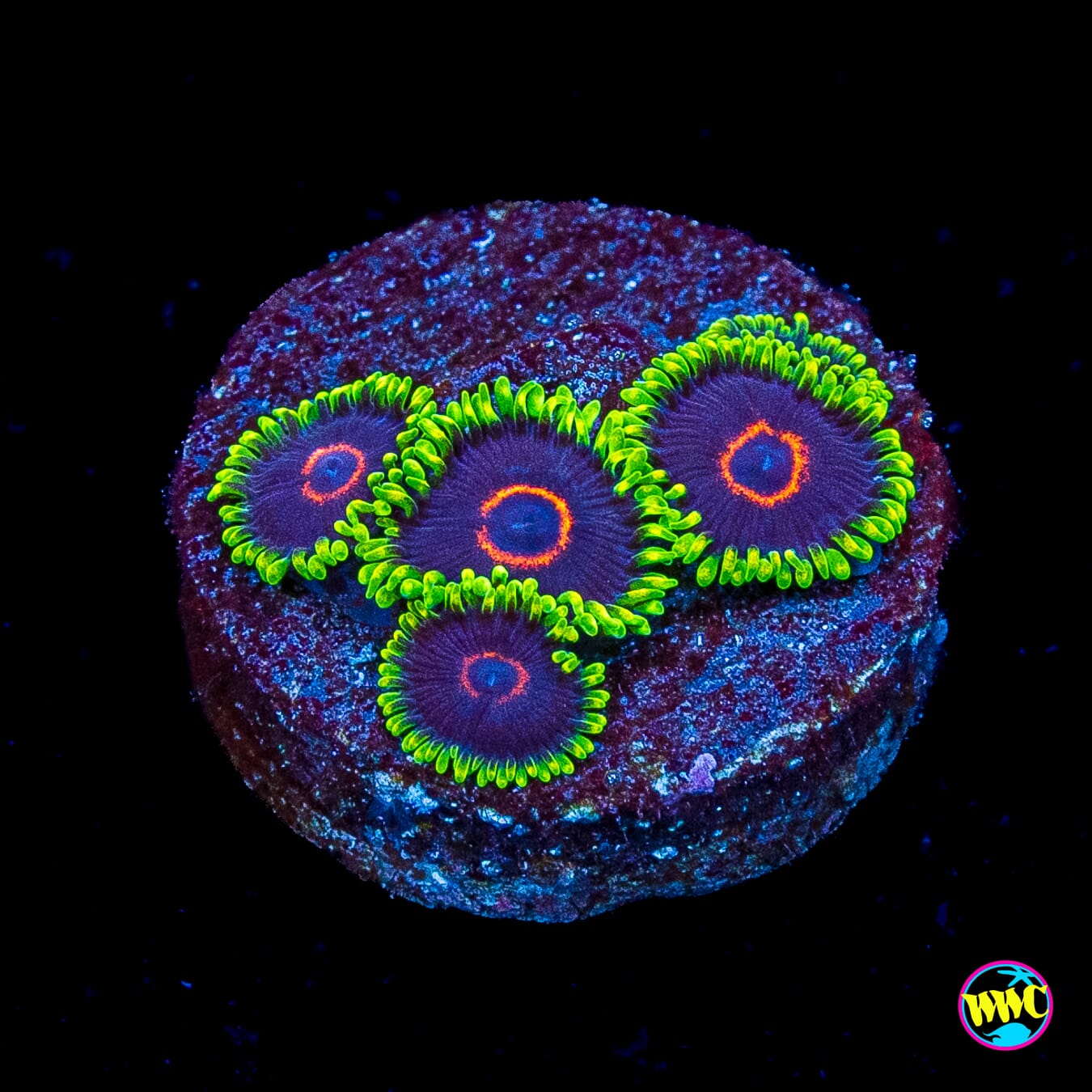 WWC Evil Heart Zoanthids