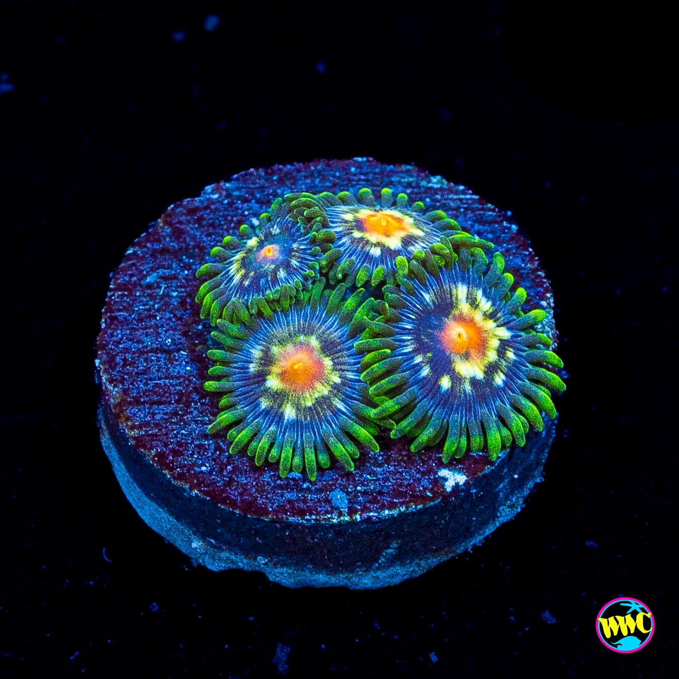 Jason Fox Stargazer Zoanthids