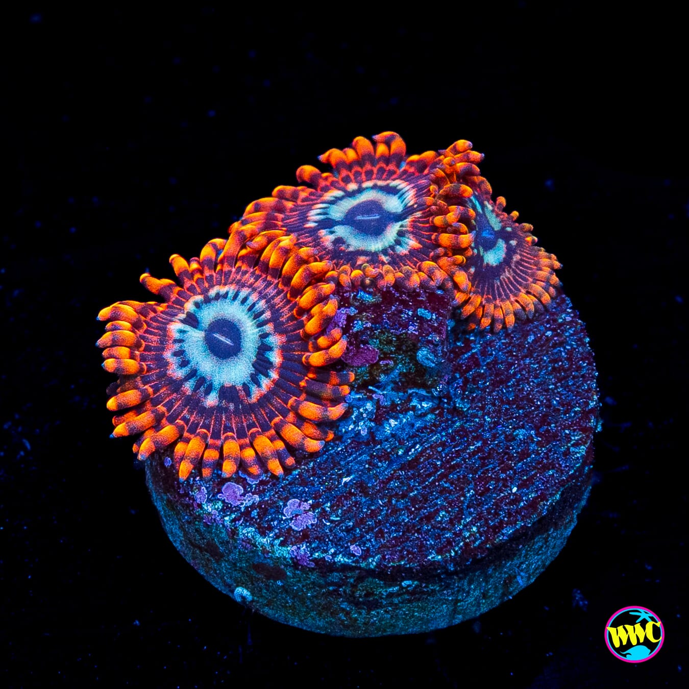 Utter Peace Zoanthids