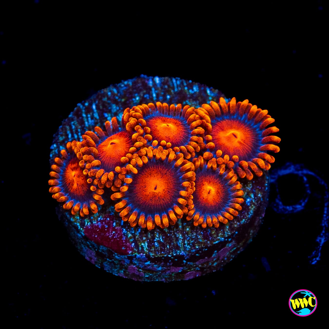 Bam Bamz Zoanthids