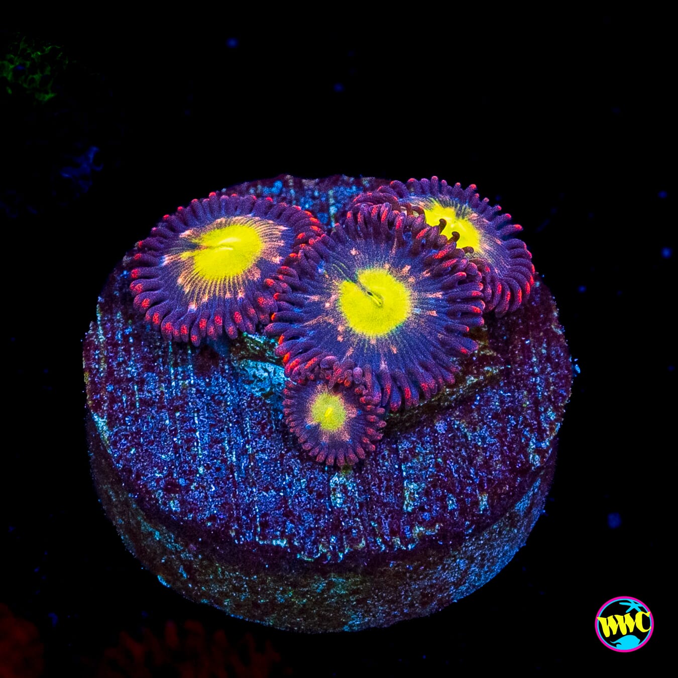 WWC Egg Yolks Zoanthids
