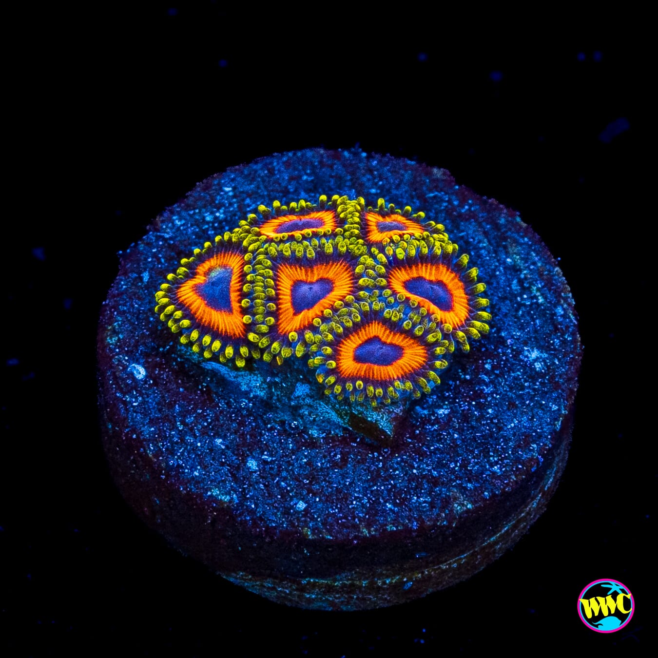 Eagle Eye Zoanthids
