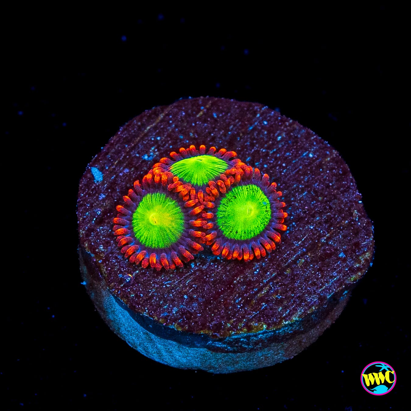 Goblins Fire Zoanthids