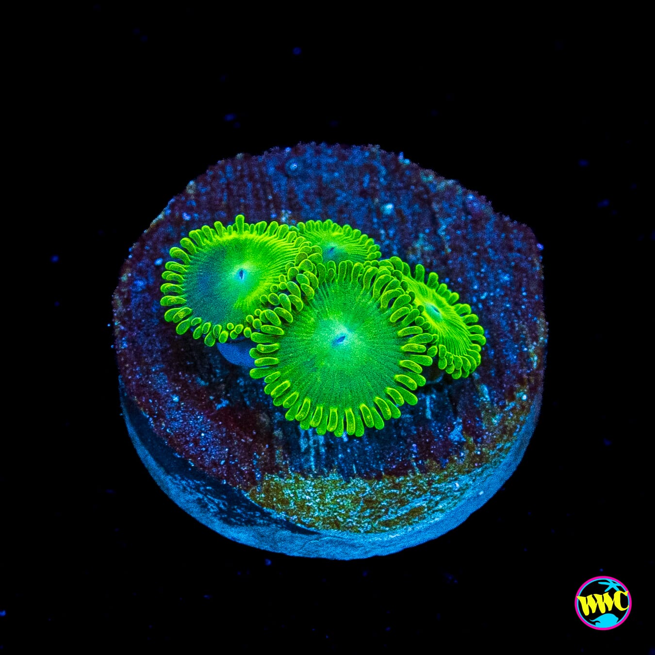 WWC Toxic Tonic Zoanthids