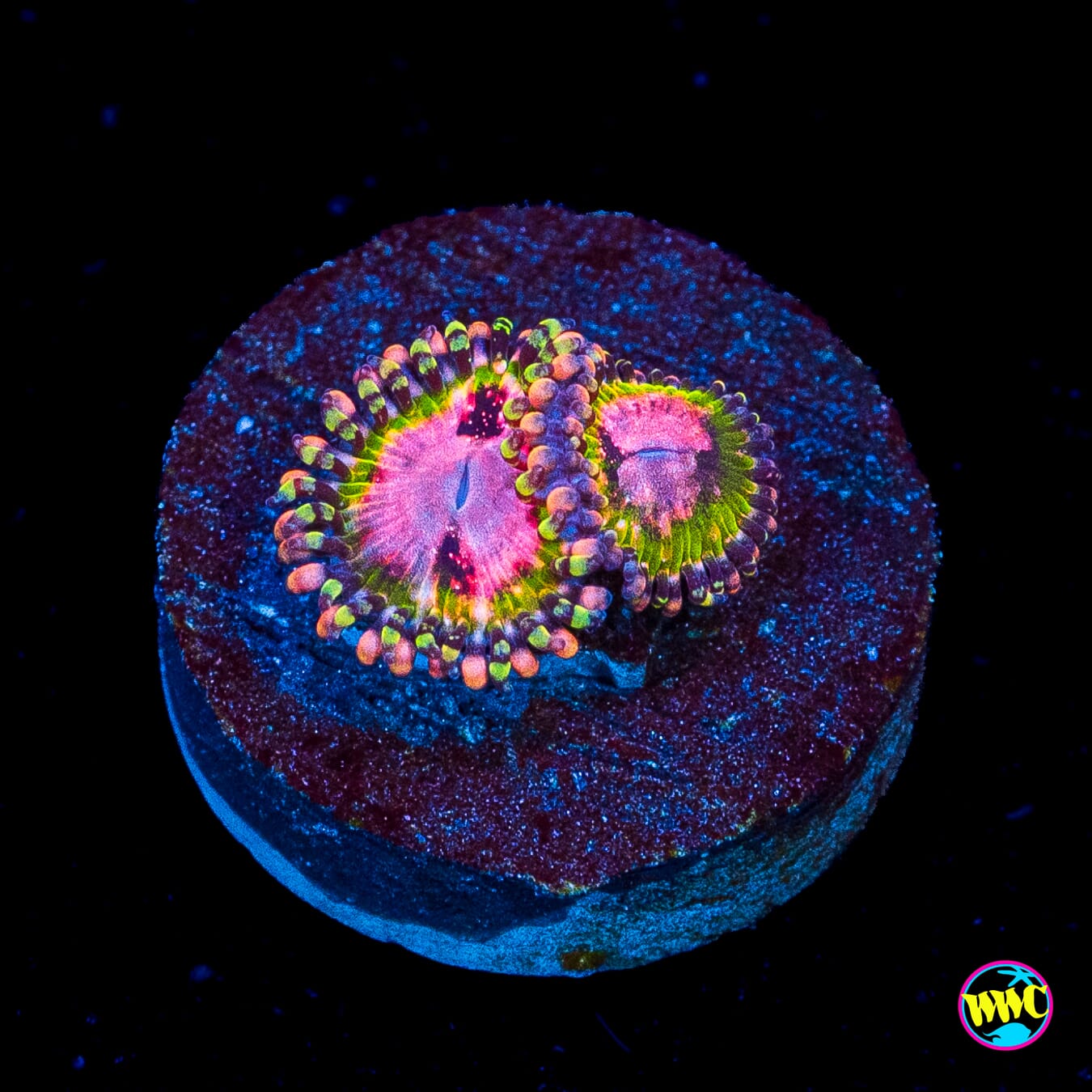 WWC Pink Krakatoa Zoanthids