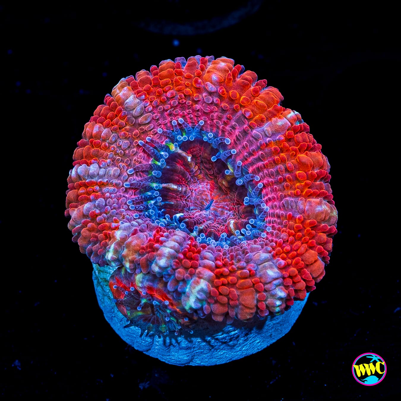 Cotton Candy Aussie Lord
