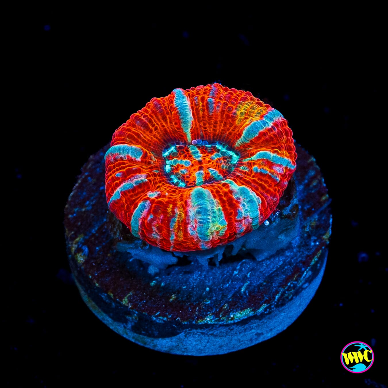 Flaming Tiger Symphyllia Wilsoni