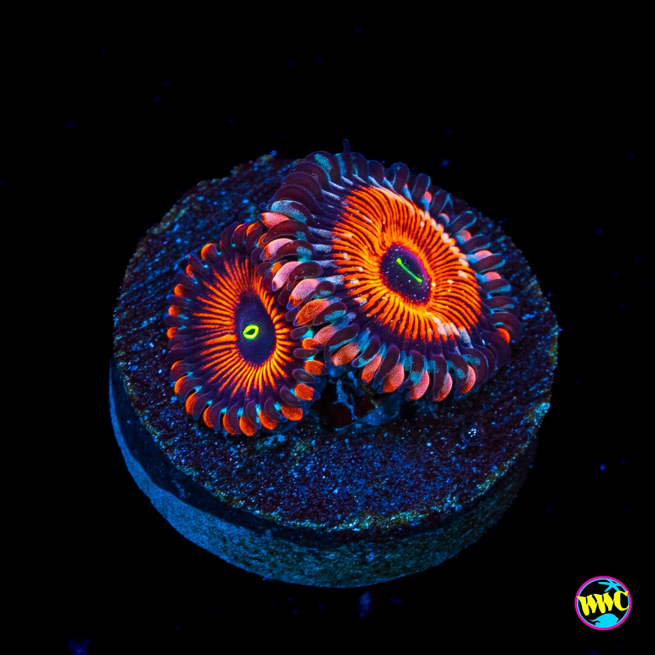 Seduction Zoanthids
