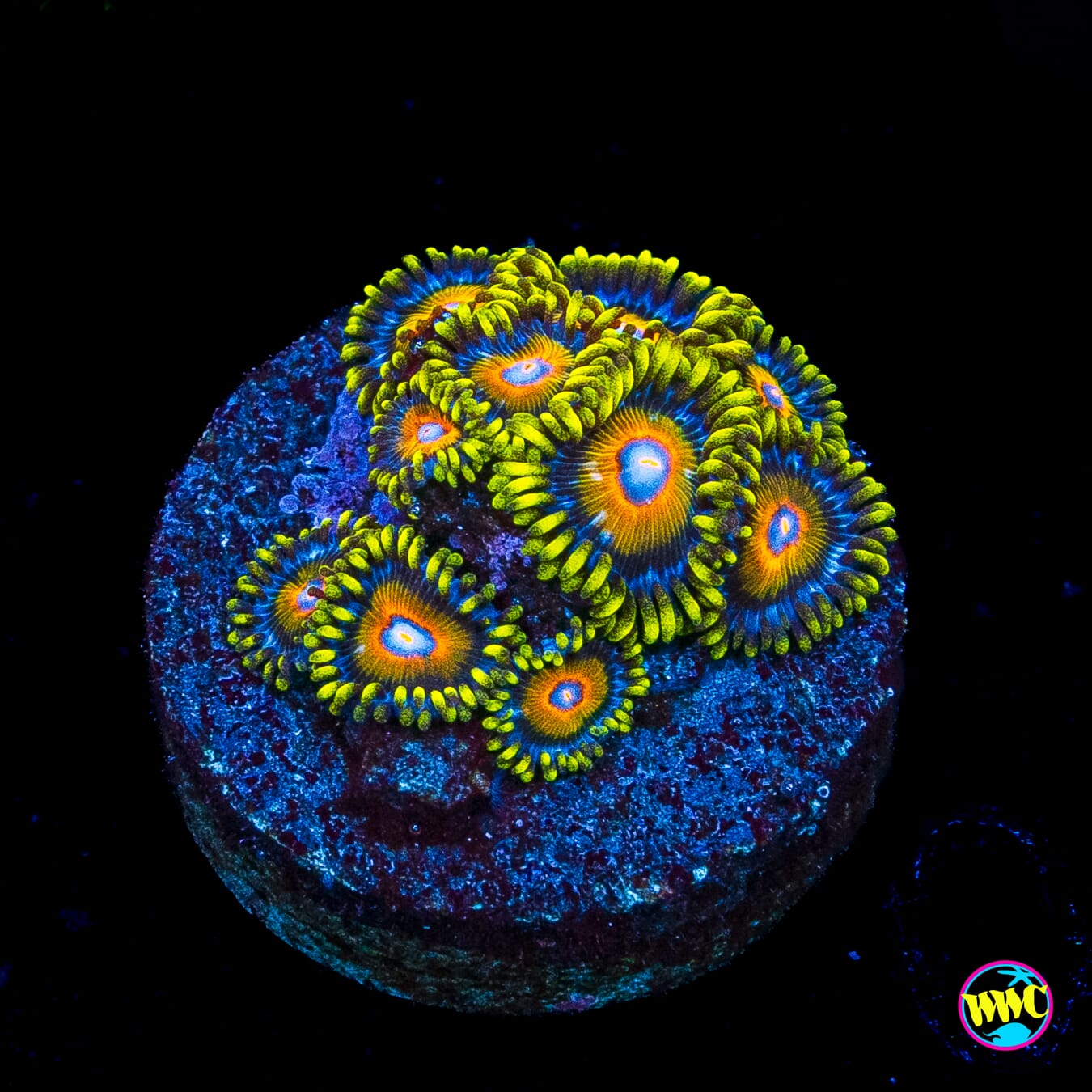 Super Saiyan Zoanthids