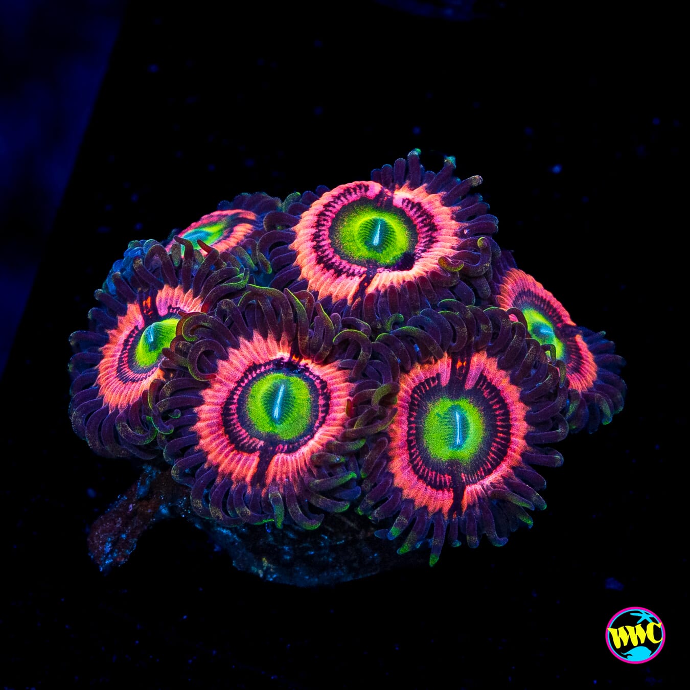 WWC Ultimate Bubblegum Pink Zoanthids