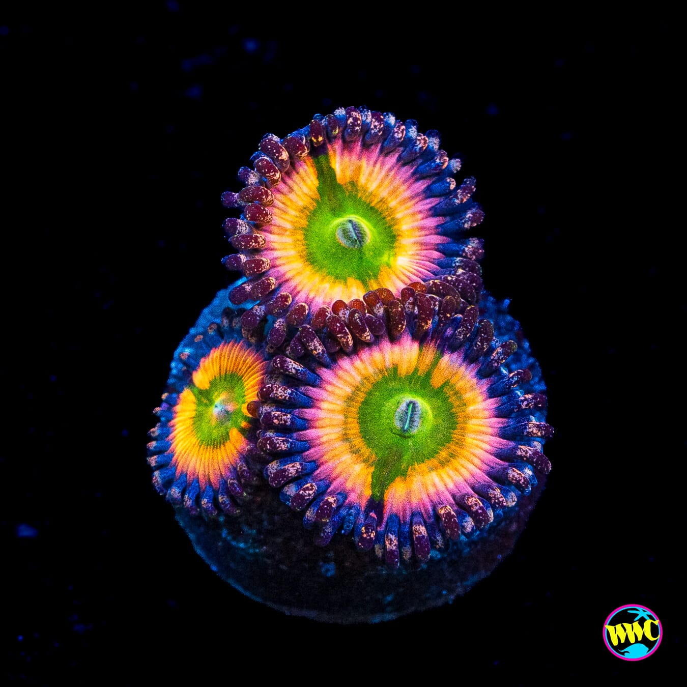 Tyree Rainbow Infusion Zoanthids
