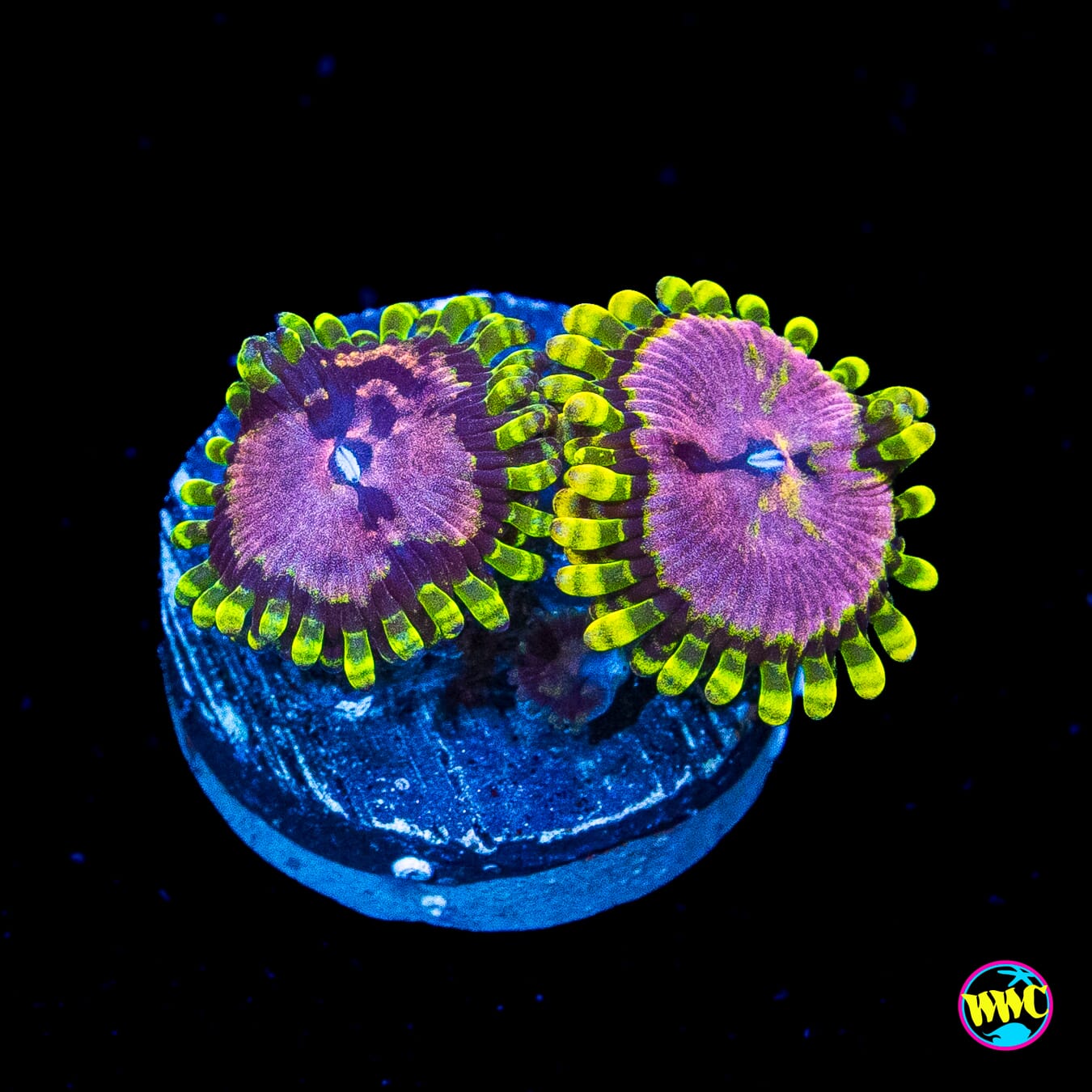 WWC Purple Monsters Zoanthids