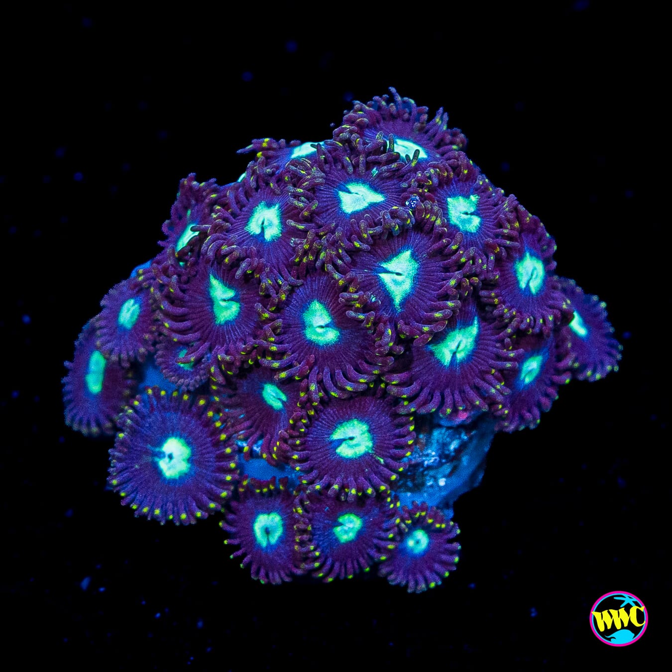 Tic Tac Zoanthids
