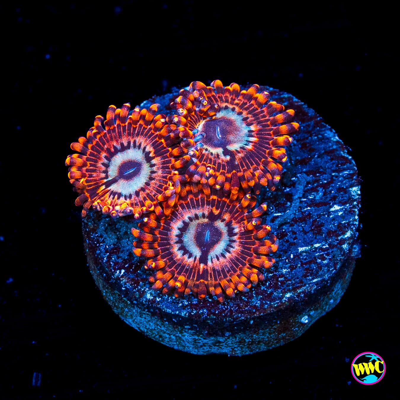 Utter Peace Zoanthids