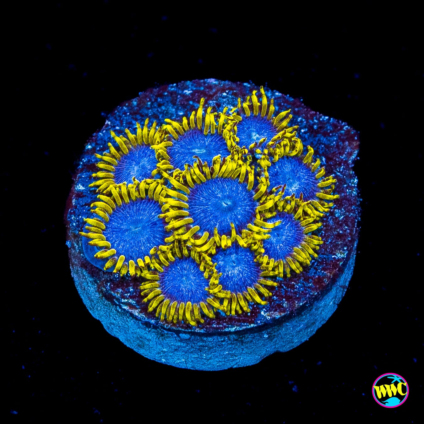 WWC Blue Angels Zoanthids