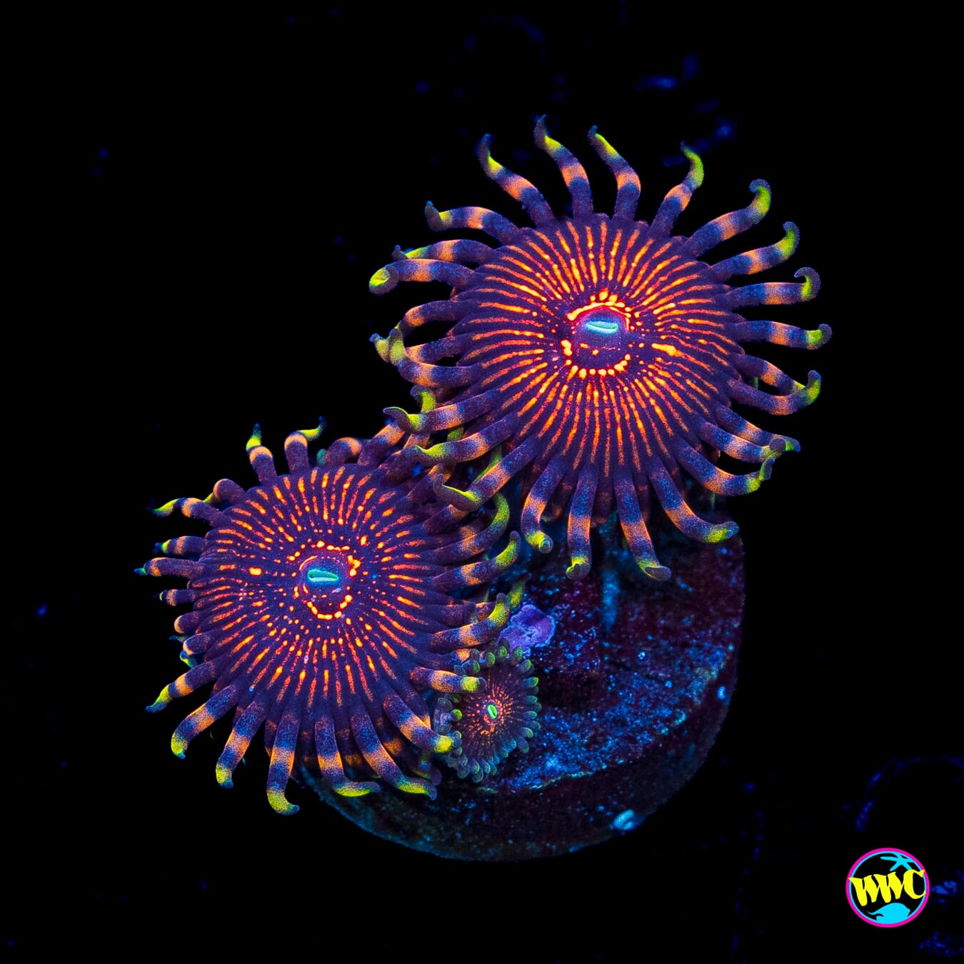 ARC Nightcrawler Zoanthids