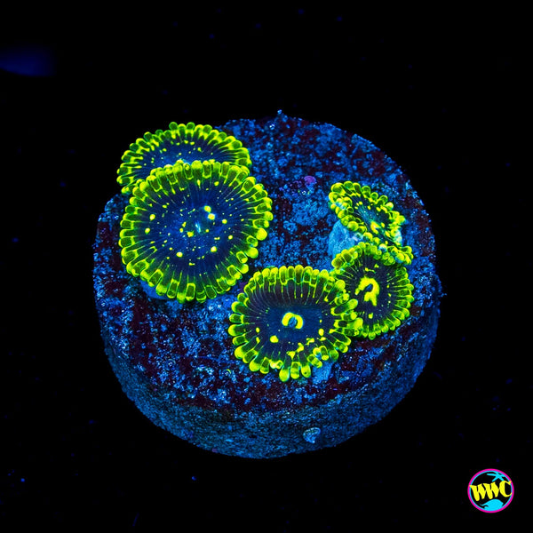 Exosphere Zoanthids