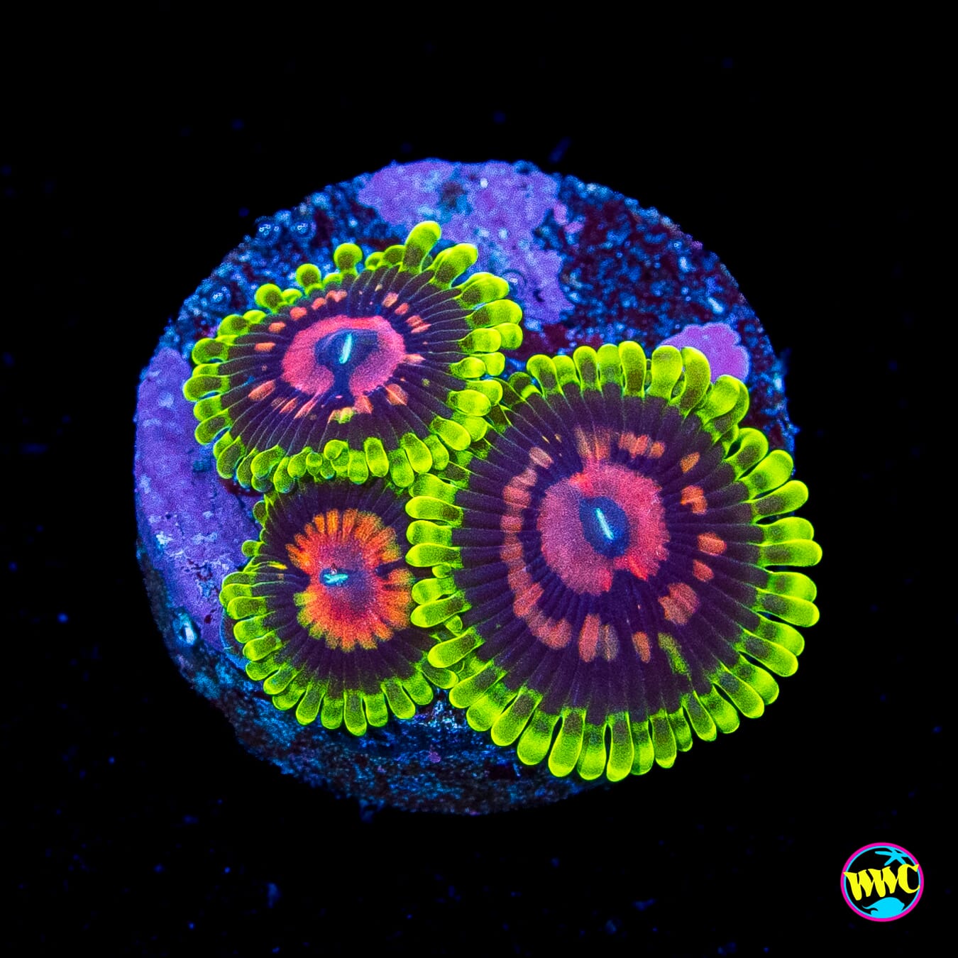 Scarlet Fever Zoanthids
