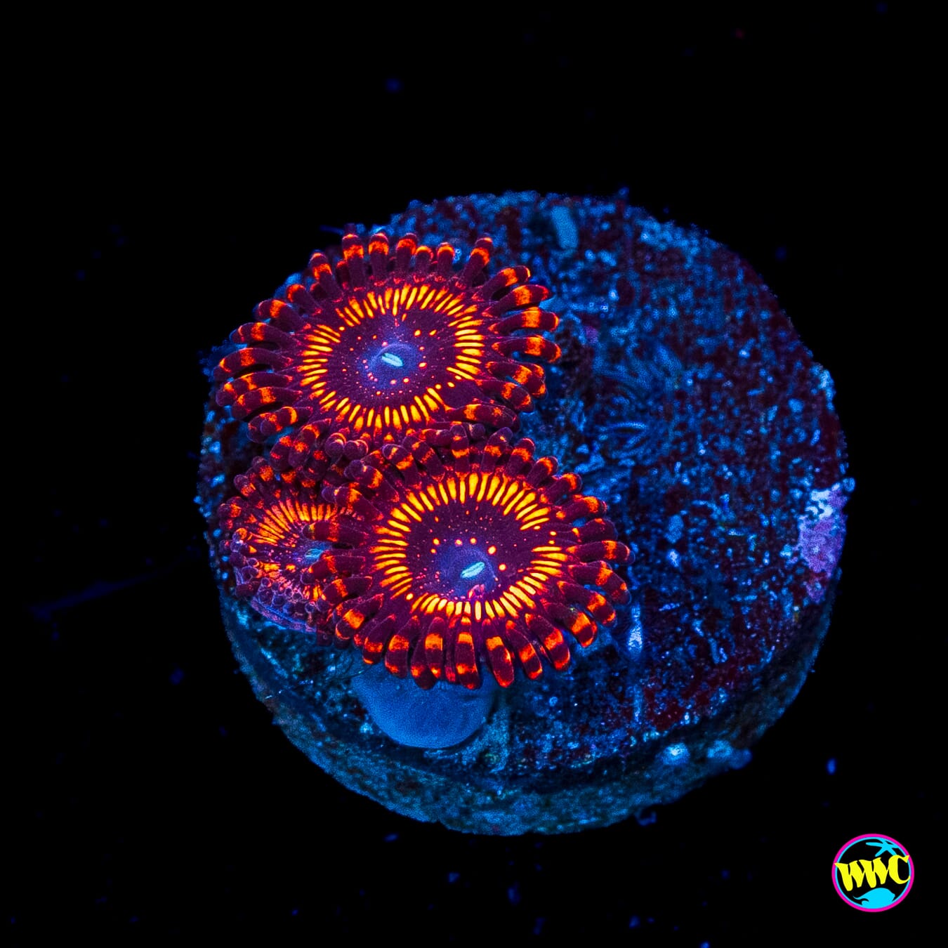WWC Balrog Zoanthids