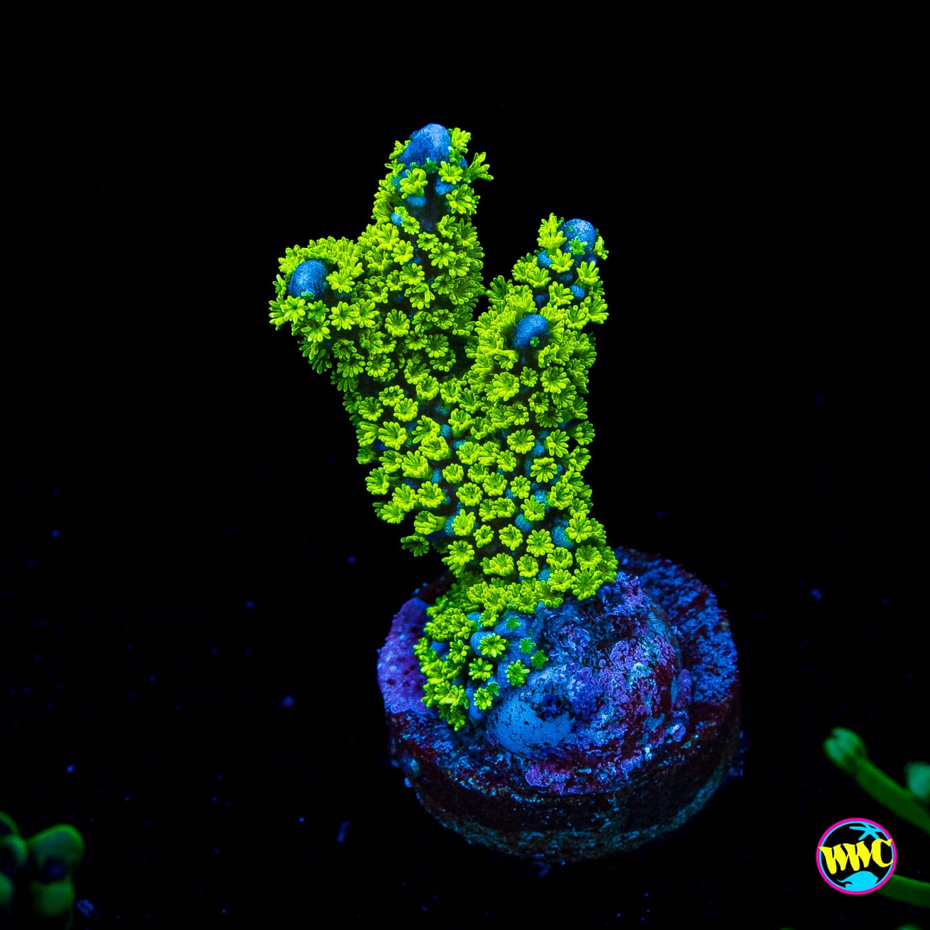 Jason Fox Purple Tide Montipora