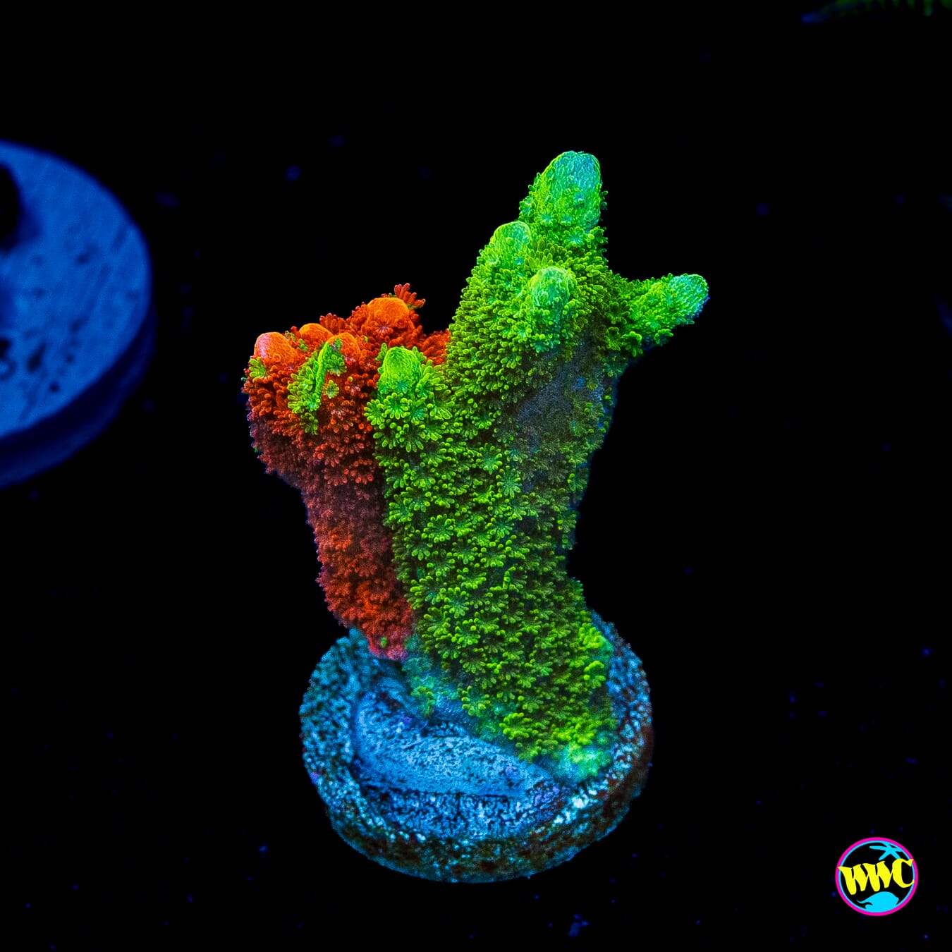 WWC Contraband Grafted Digitata Montipora
