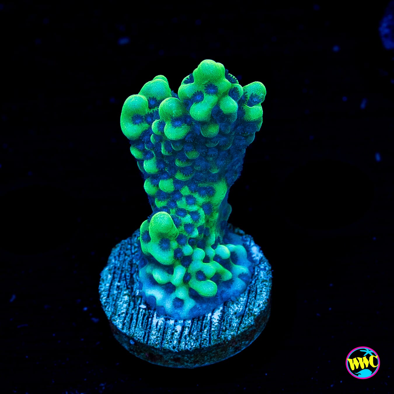 WWC Purple Gumby Capitata Montipora