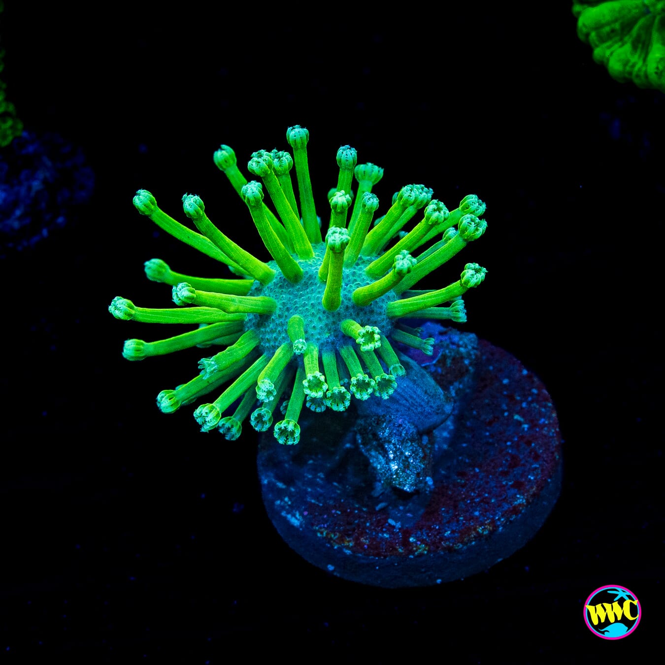 WWC Neon Long Polyp Toadstool Leather