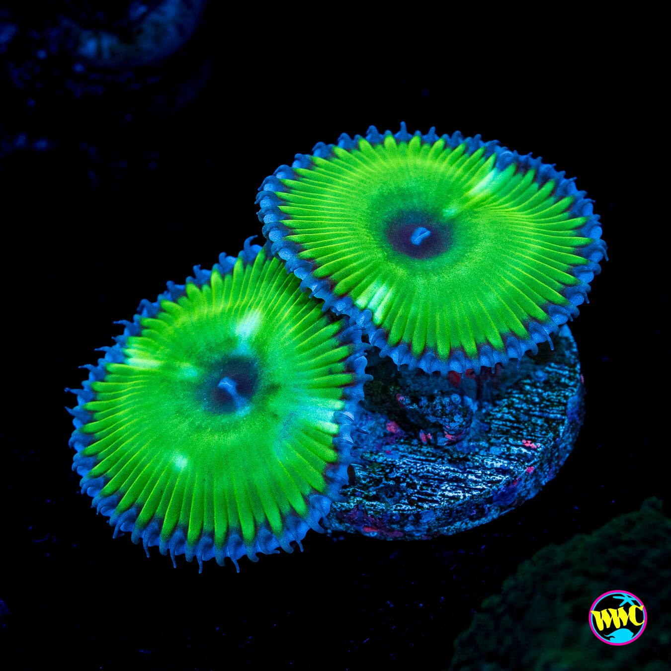 WWC Emerald Grandis Palythoa