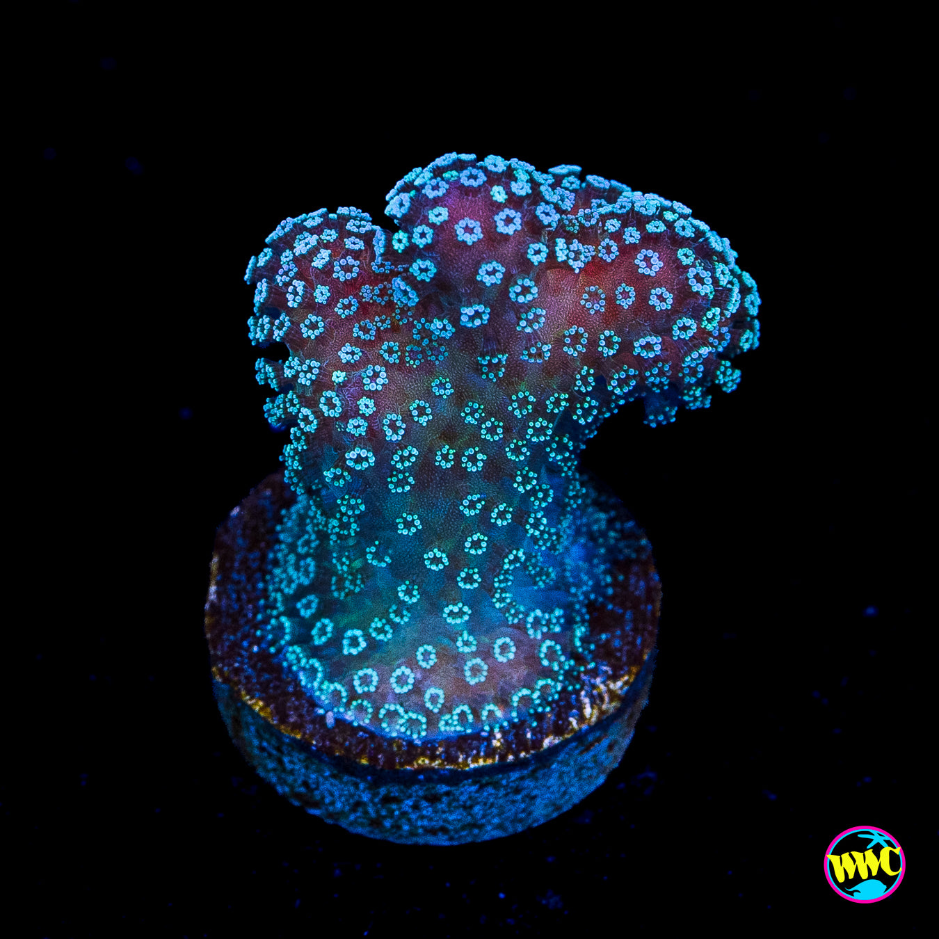 Tyree Rainbow Stylophora