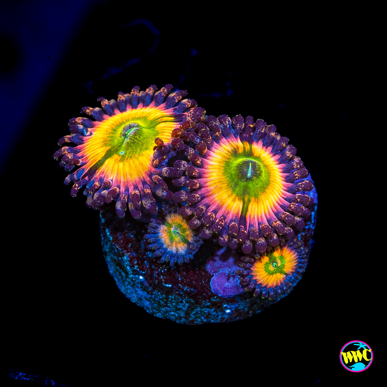 Tyree Rainbow Infusion Zoanthids