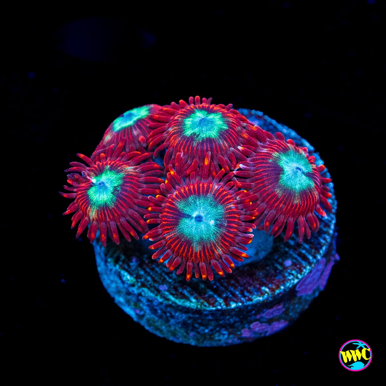 WWC Bloodlust Zoanthids