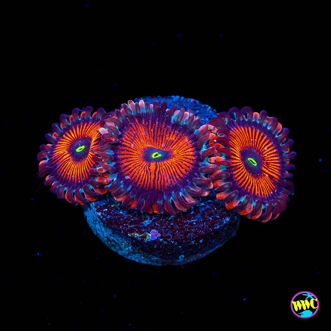 Seduction Zoanthids
