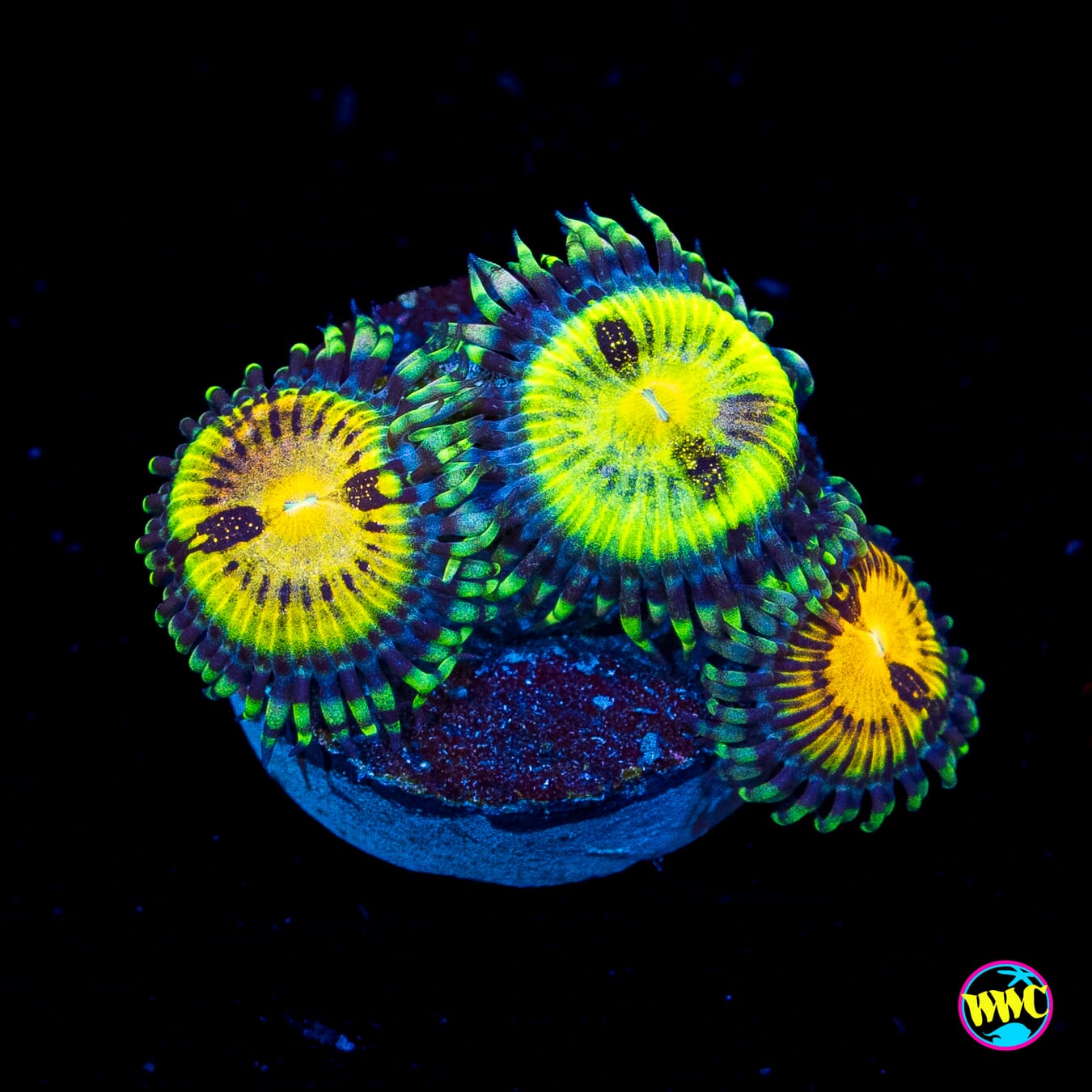 Jason Fox Butt Muncher Zoanthids