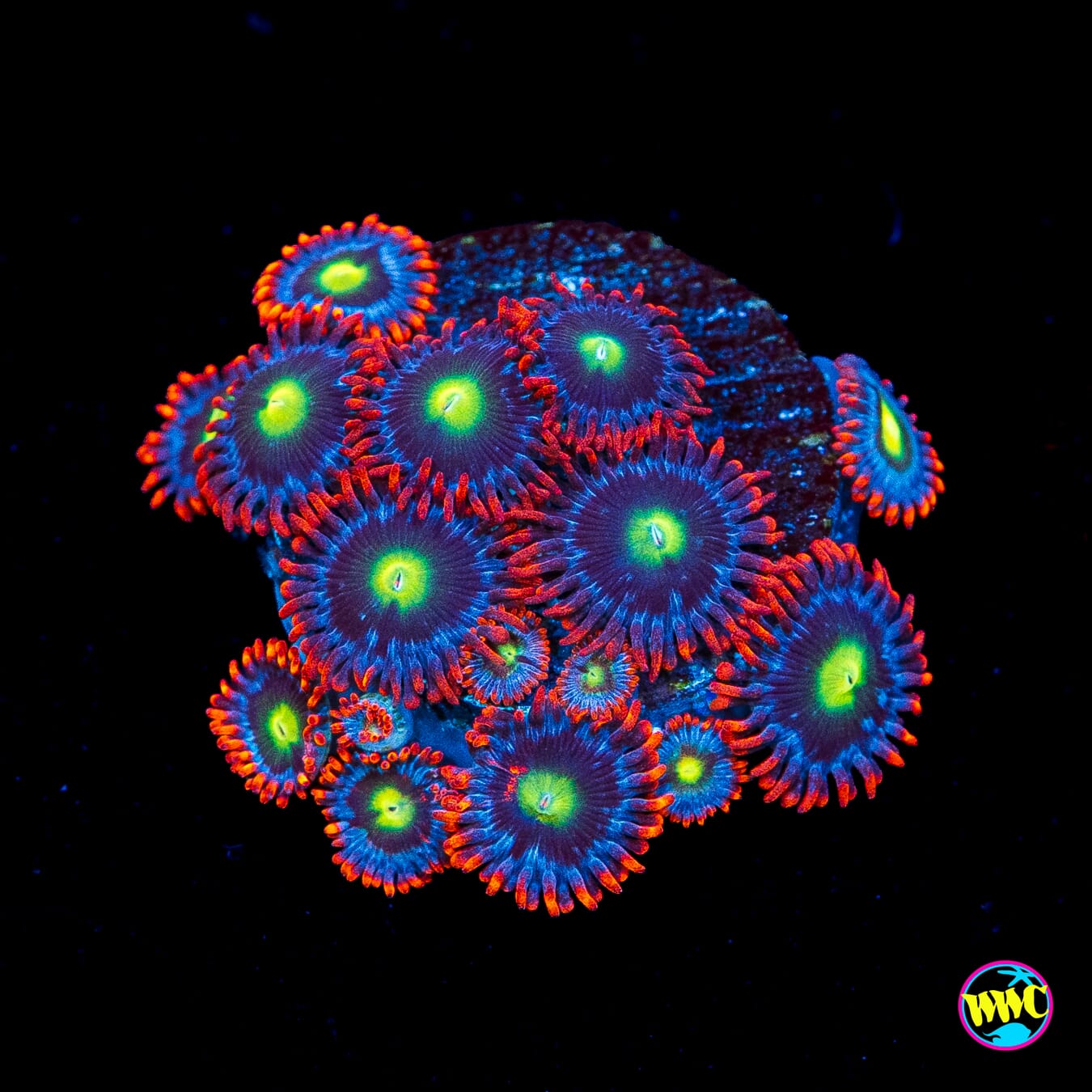 WWC Monster Mash Zoanthids