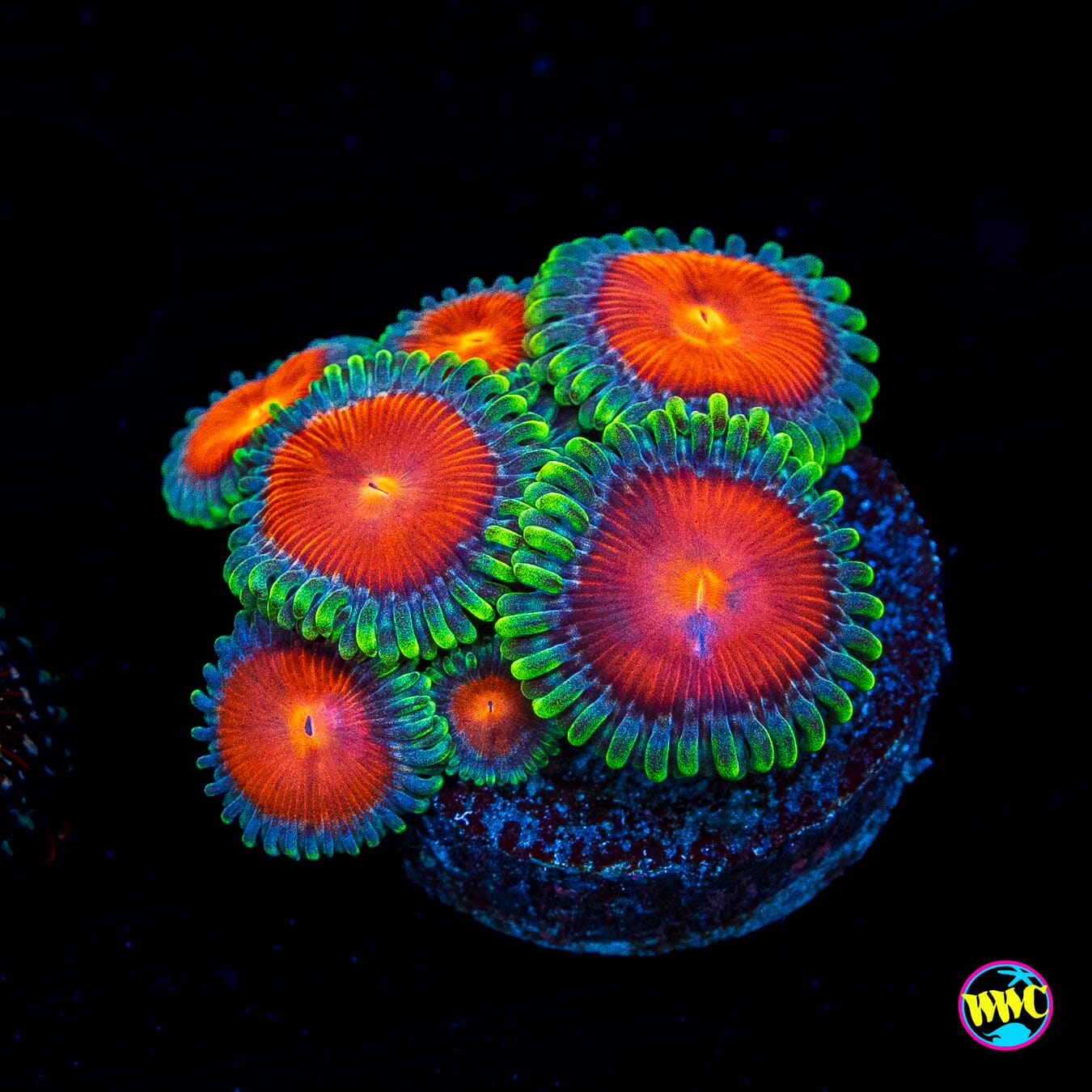 WWC Elemental Fury Zoanthids