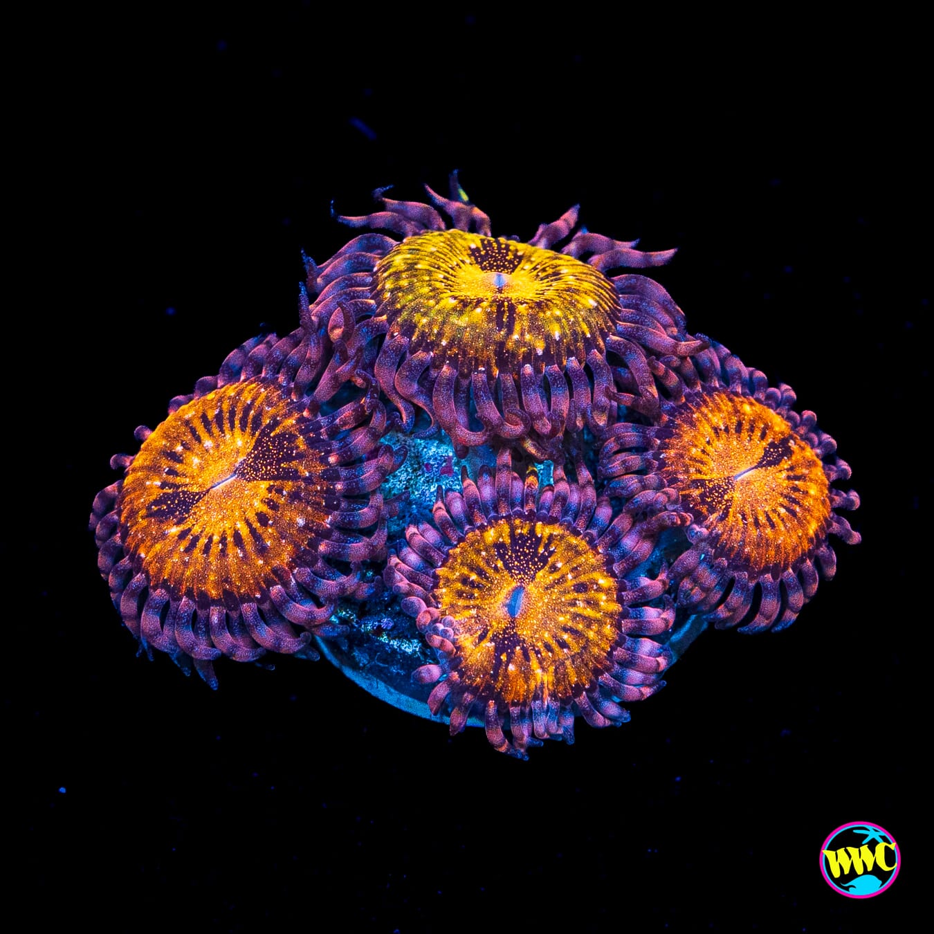 WWC Pandoras Zoanthids