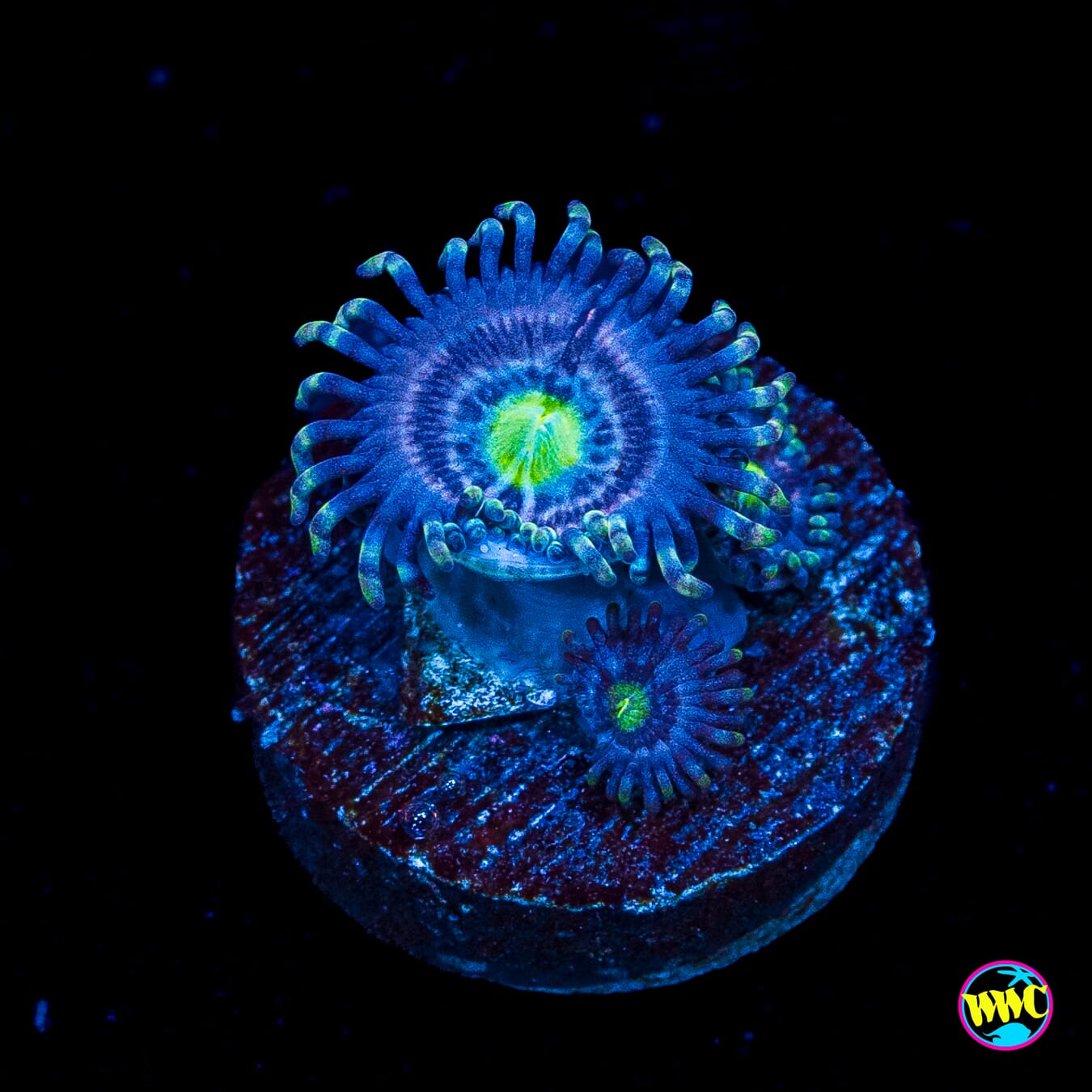WWC Avocado Smasher Zoanthids