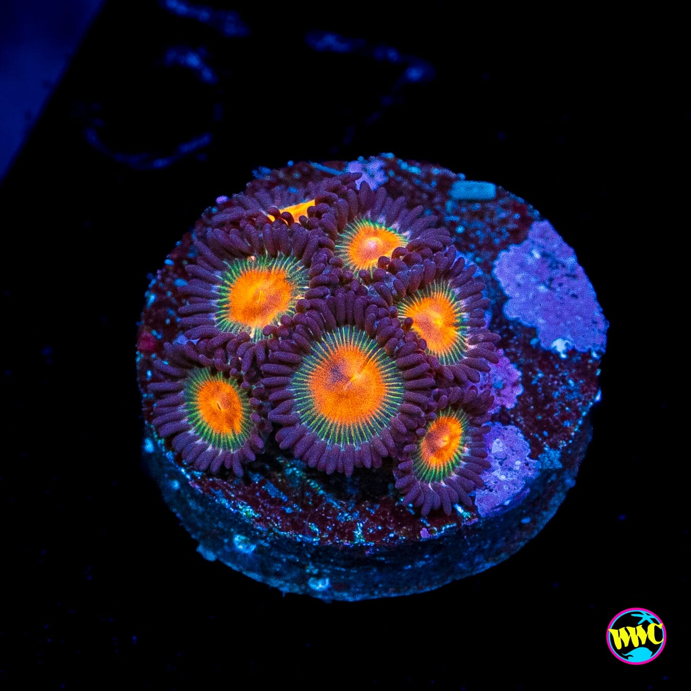 WWC Kiwi Sunset Zoanthids