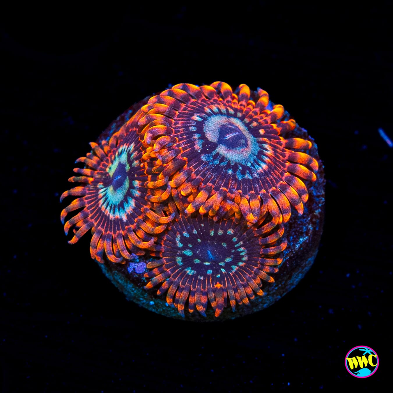 Utter Peace Zoanthids