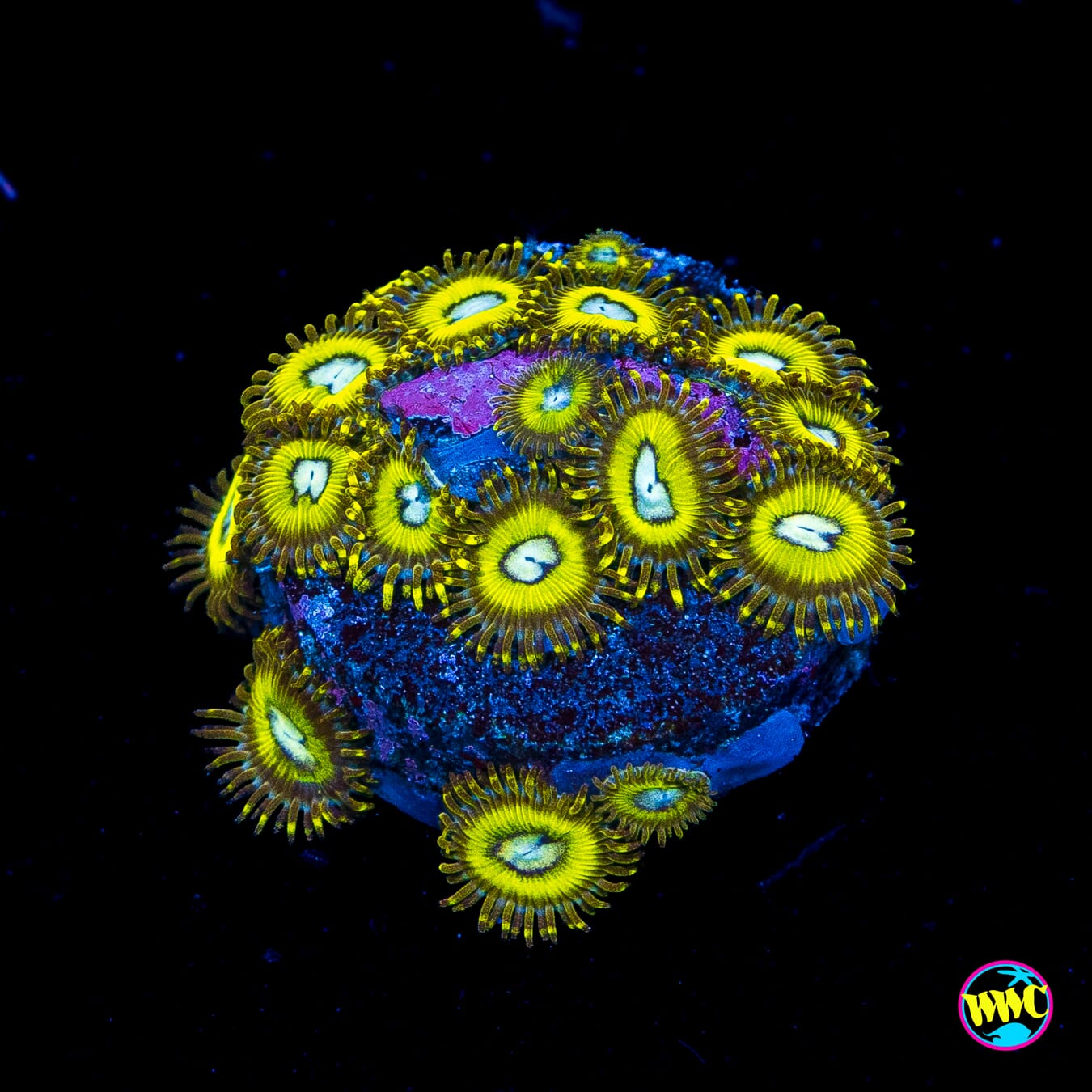 Pikachuz Zoanthids