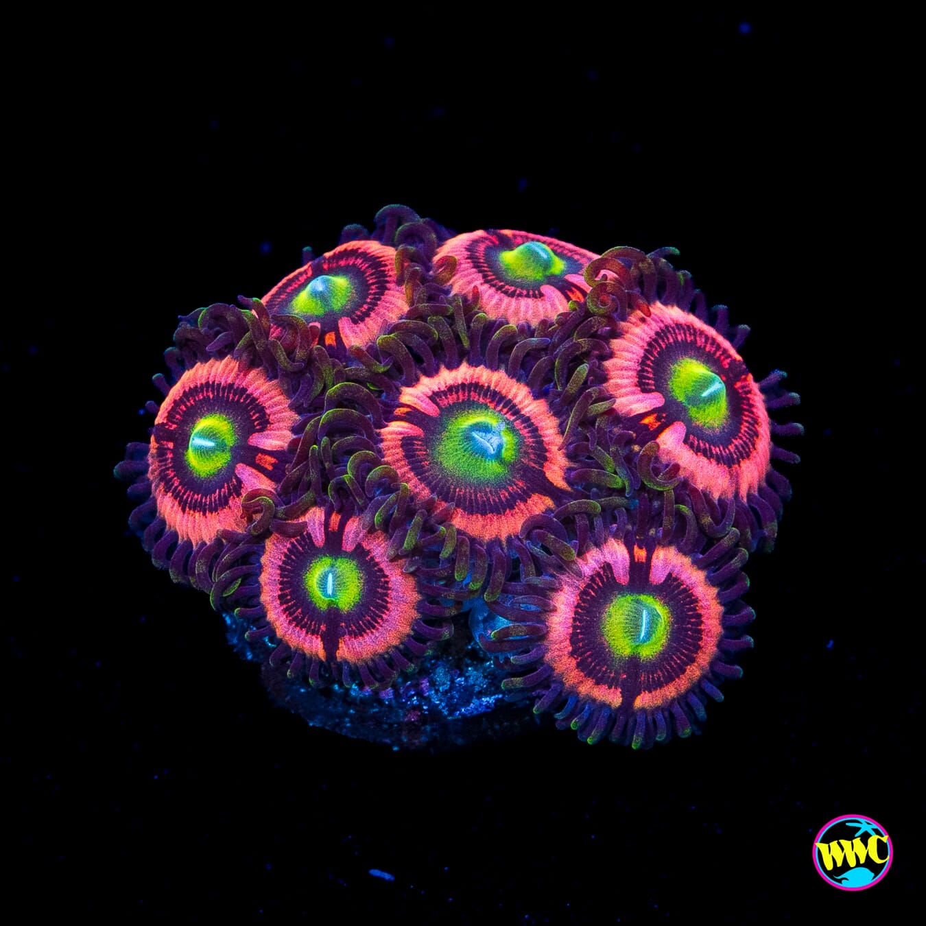 WWC Ultimate Bubblegum Pink Zoanthids