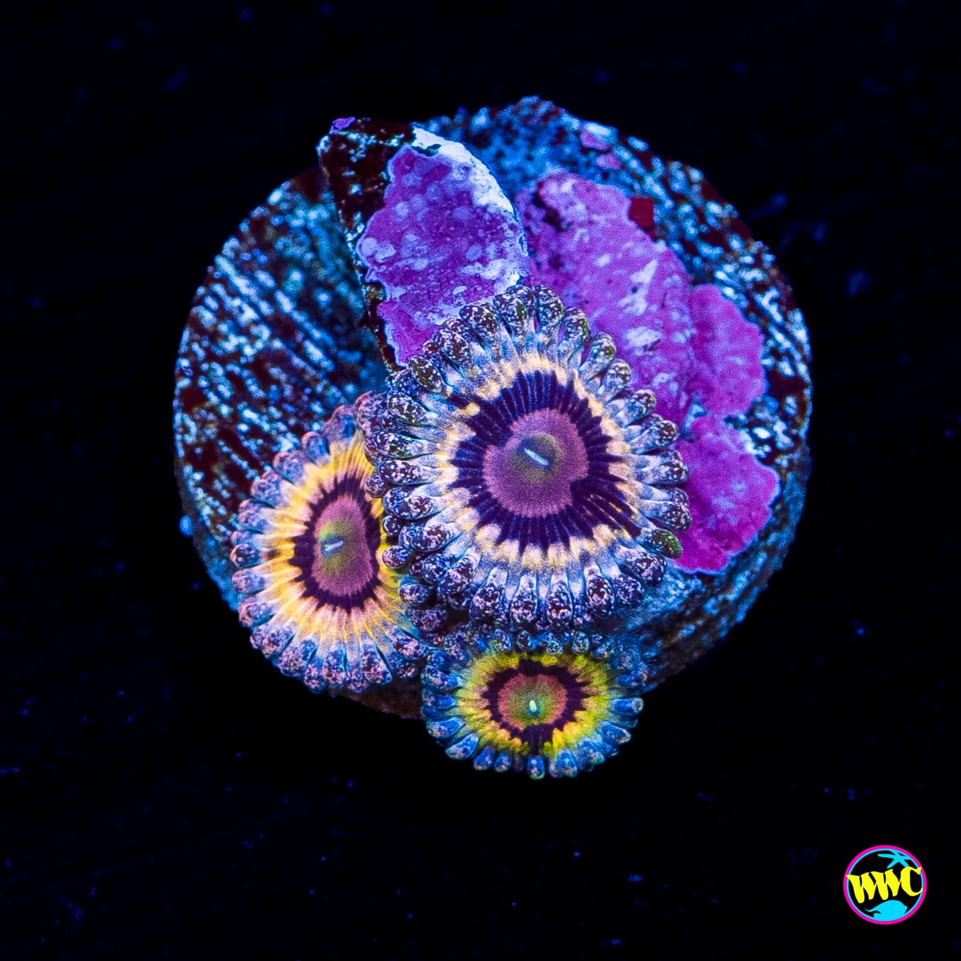 Queen Stratosphere Zoanthids