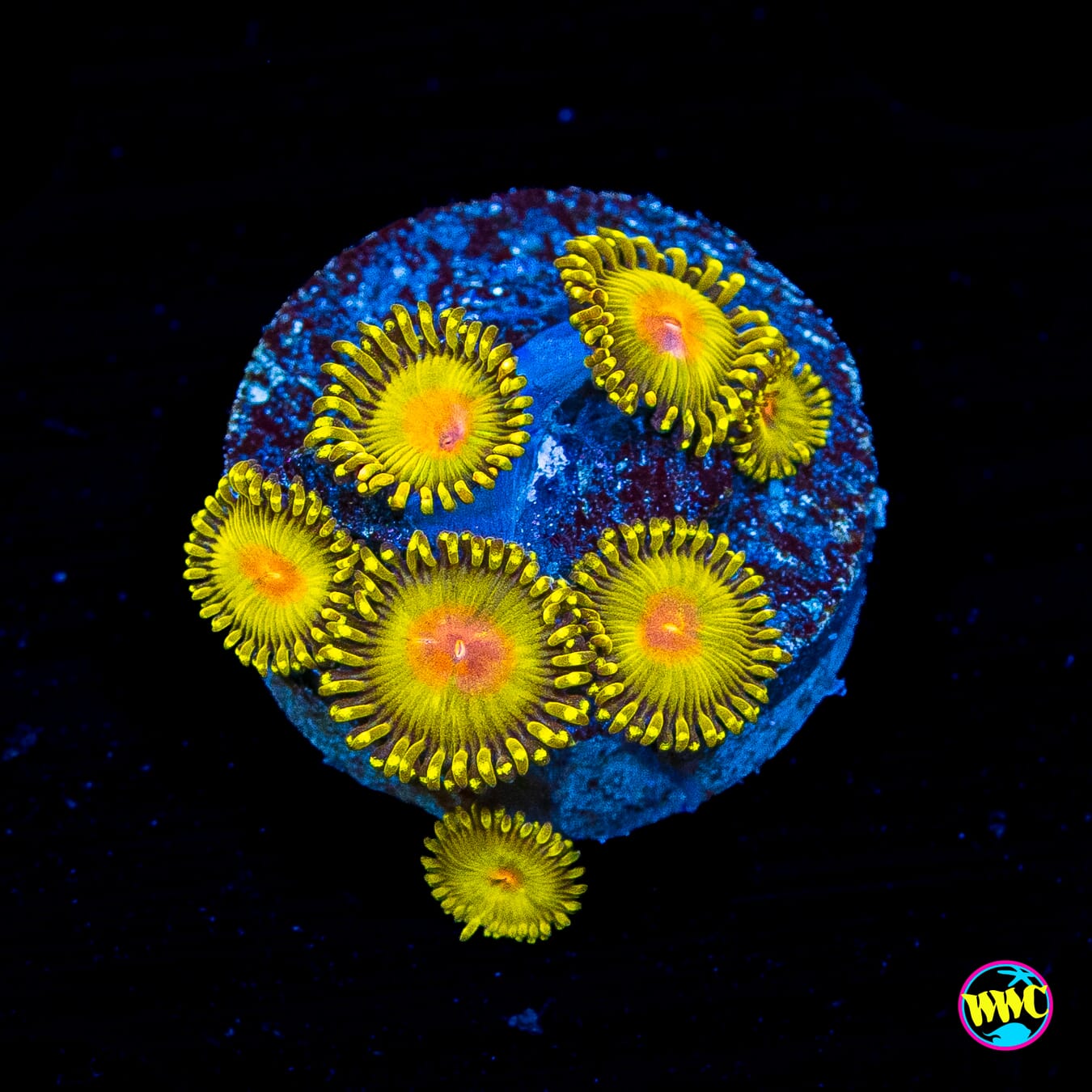 WWC Golden Gods Zoanthids