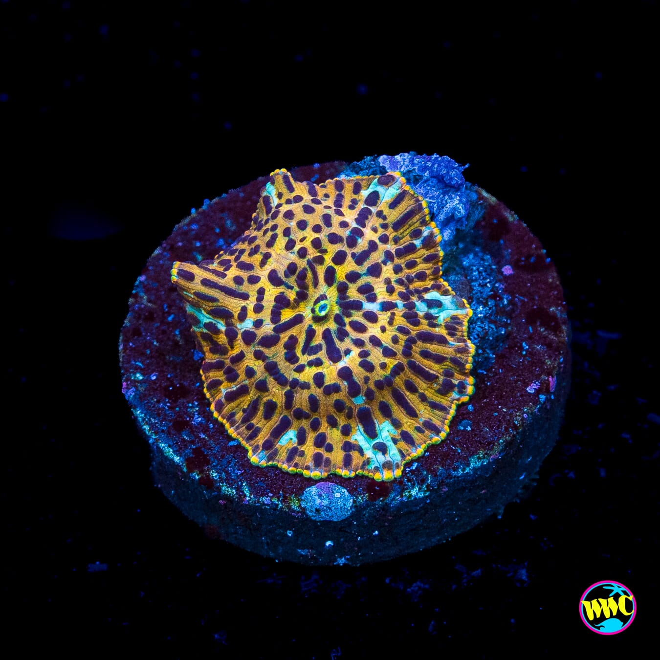 Tiger Eye Disco Mushroom