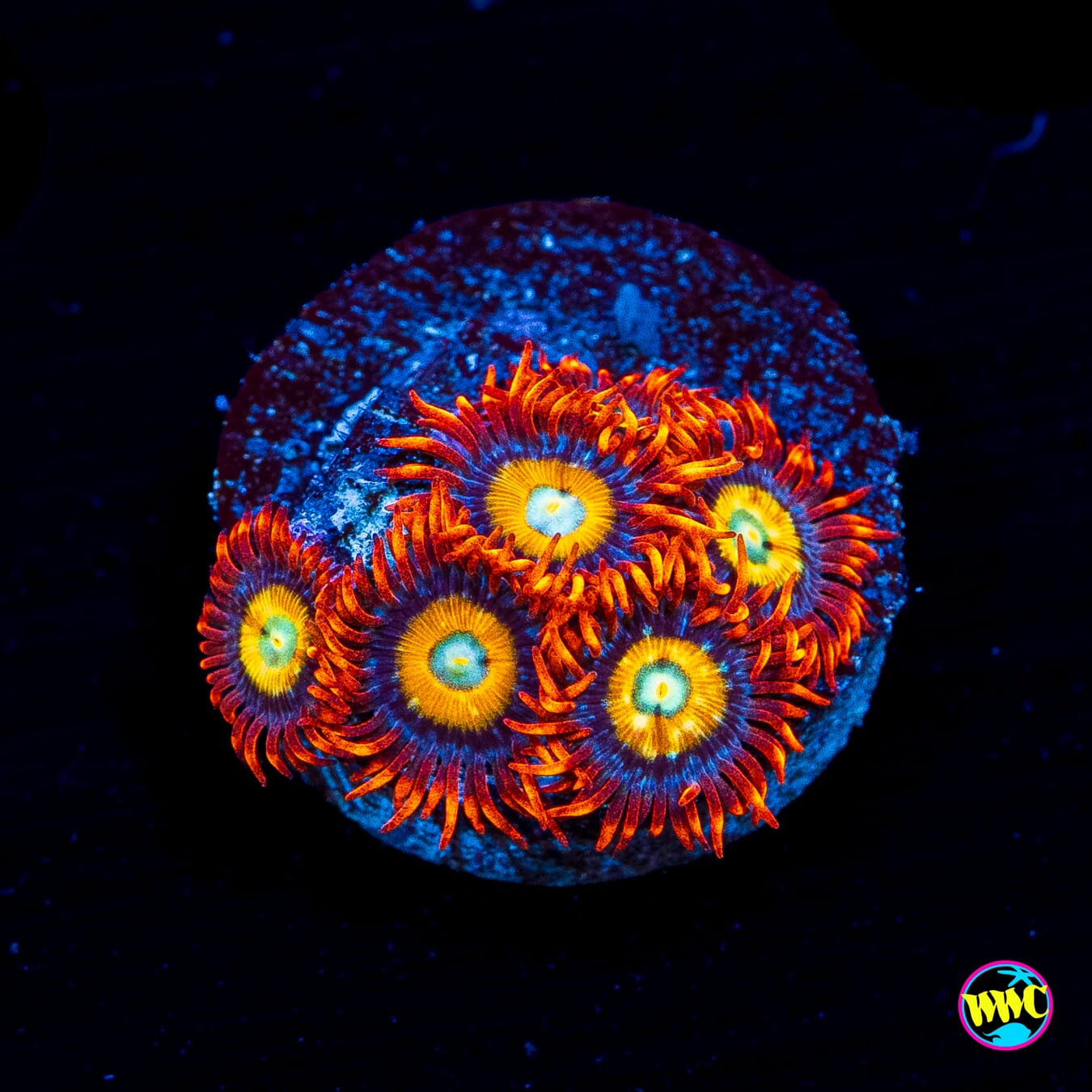 WWC Blondies Zoanthids