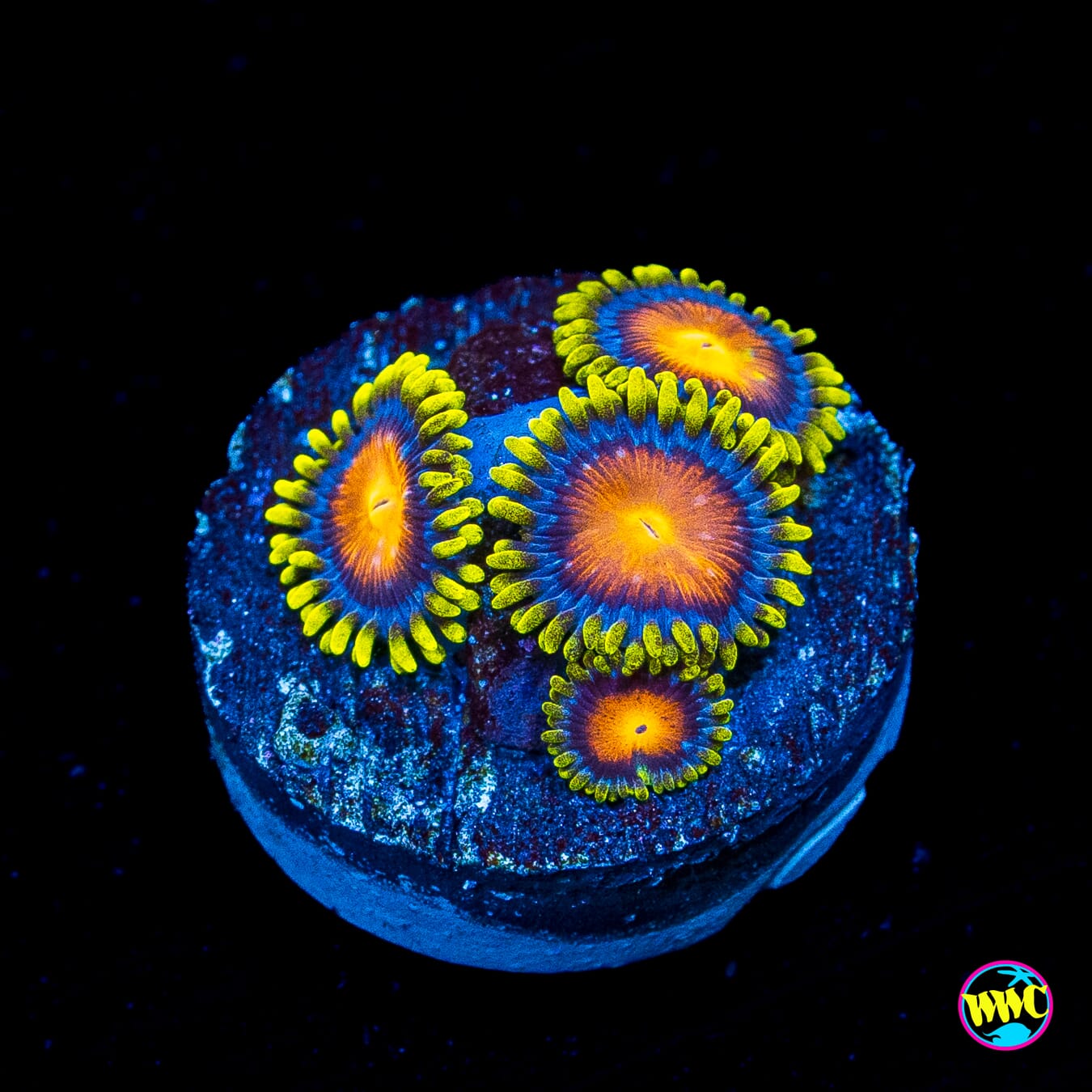 Yellow Brick Road Zoanthids