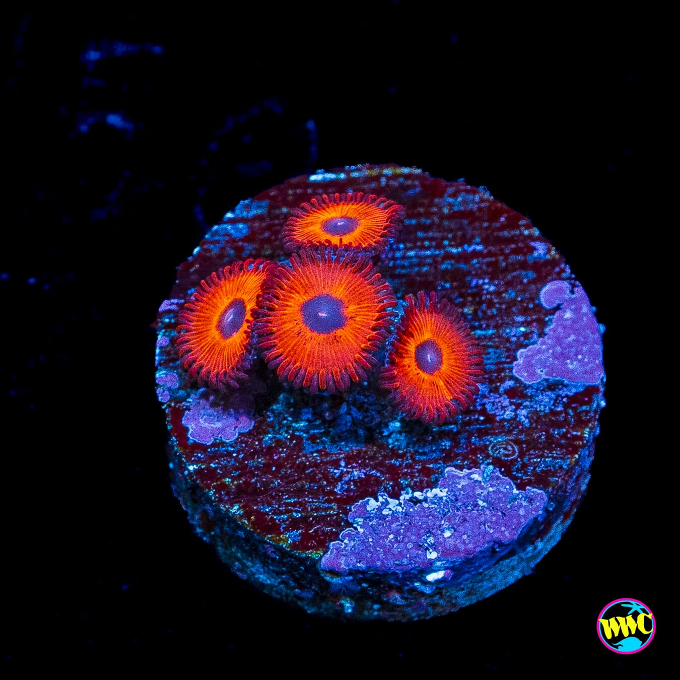 Kedds Reds Zoanthids