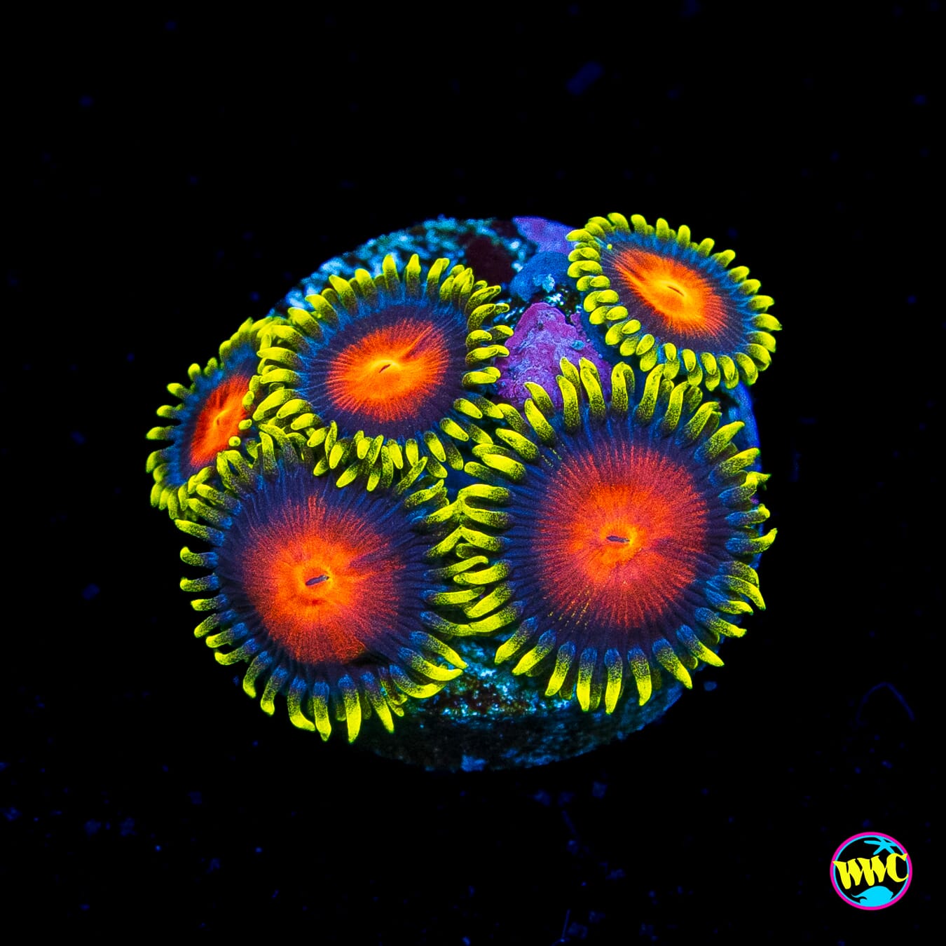 WWC Rising Sun Zoanthids