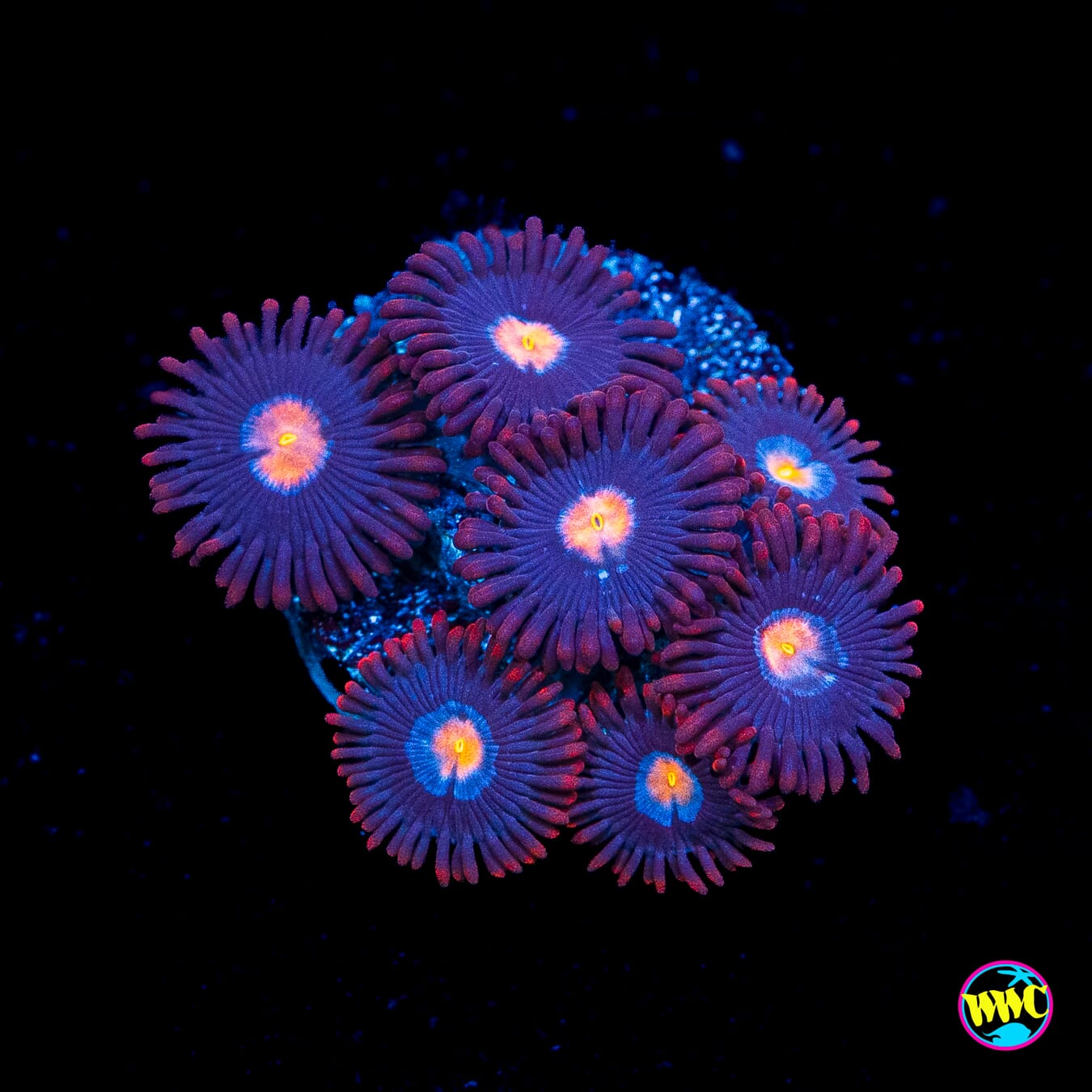 WWC Blue Steel Zoanthids