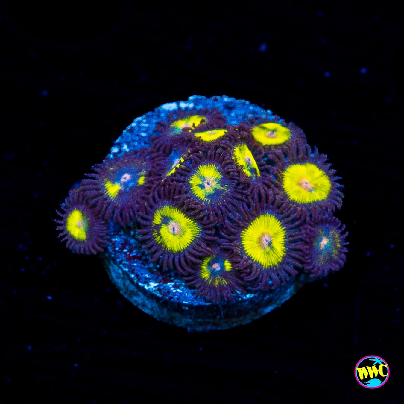 WWC Goldeneye Zoanthids